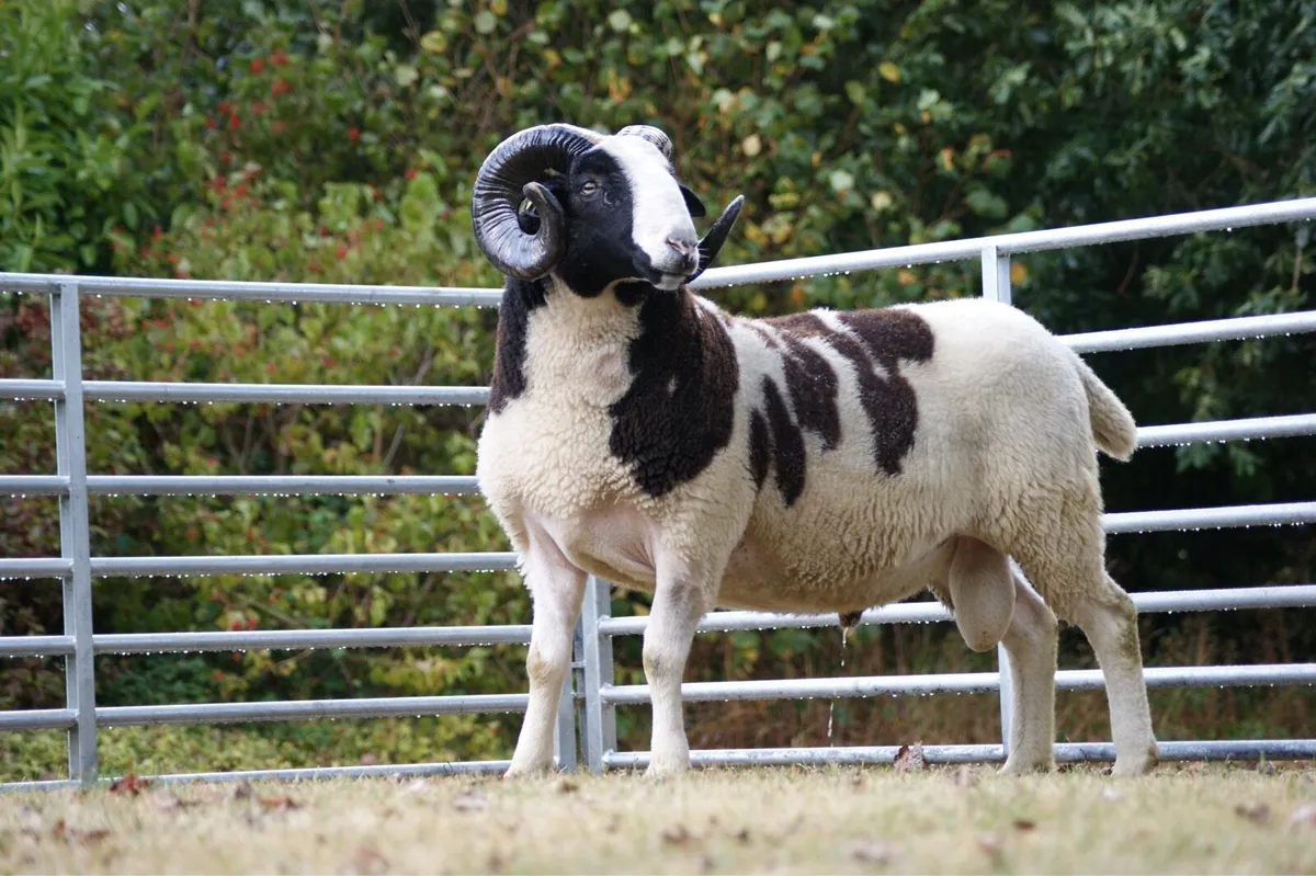 Pedigree Jacob & Kerry Hill Sheep - Image 3