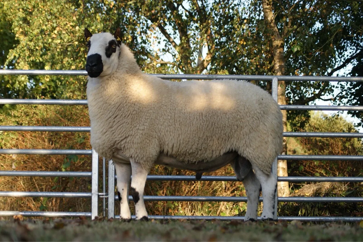 Pedigree Jacob & Kerry Hill Sheep - Image 4