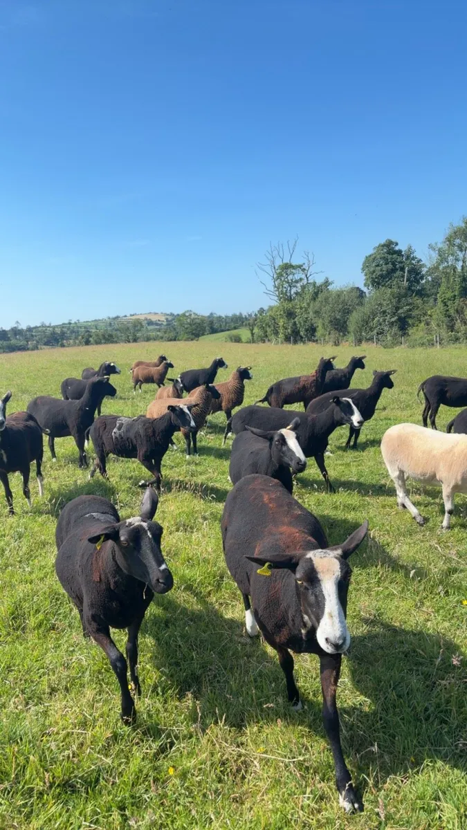 Purebred Zwartbles - Image 1