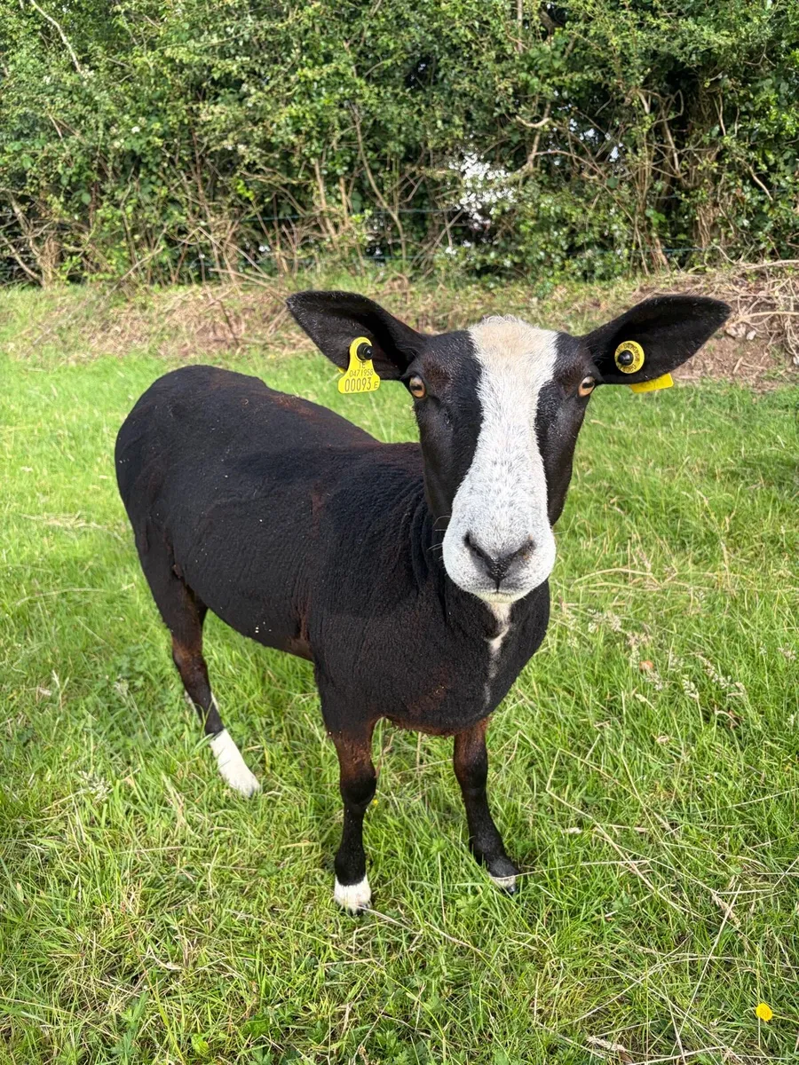 Purebred Zwartbles - Image 2