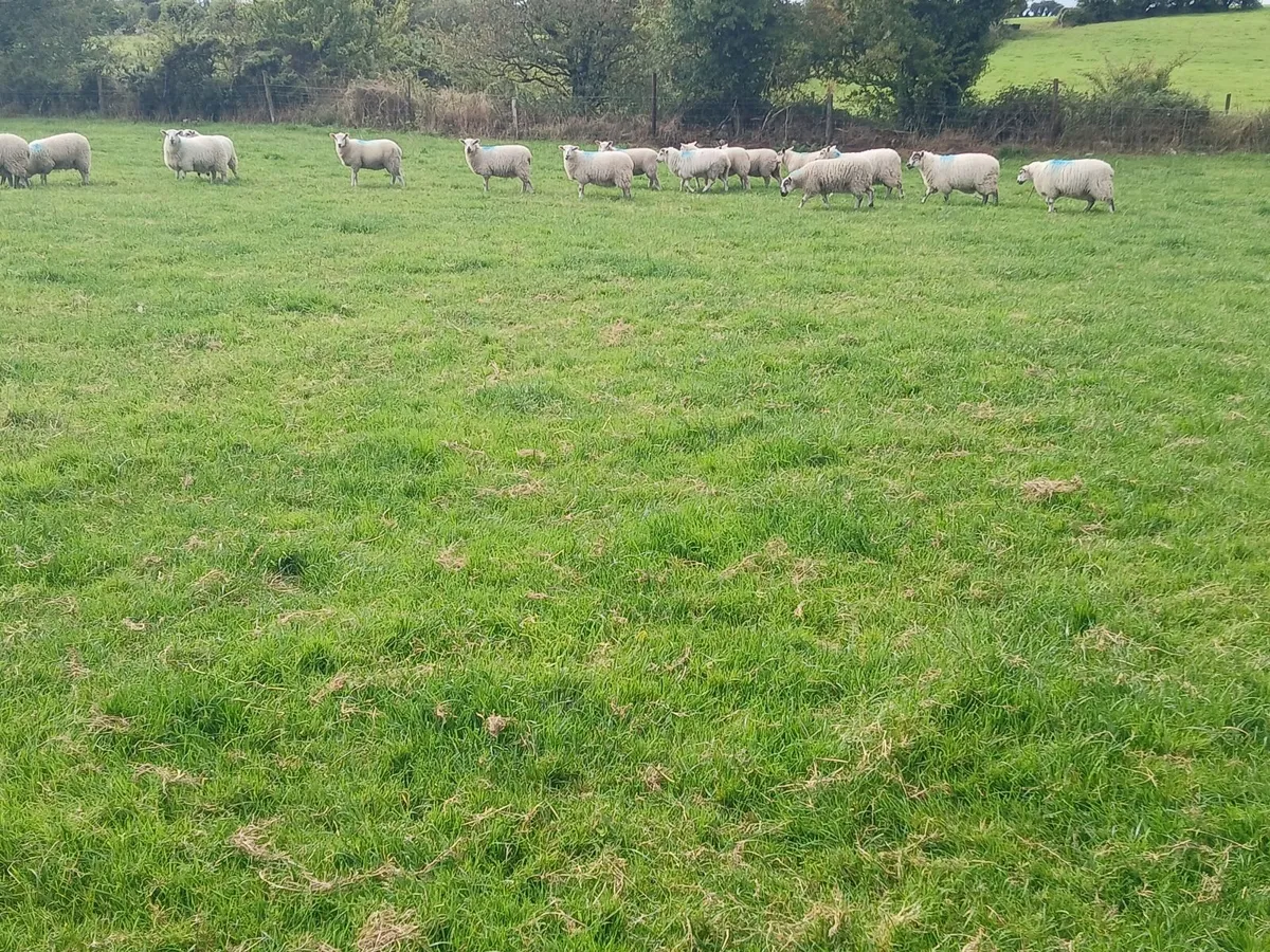 Ewe lambs - Image 3