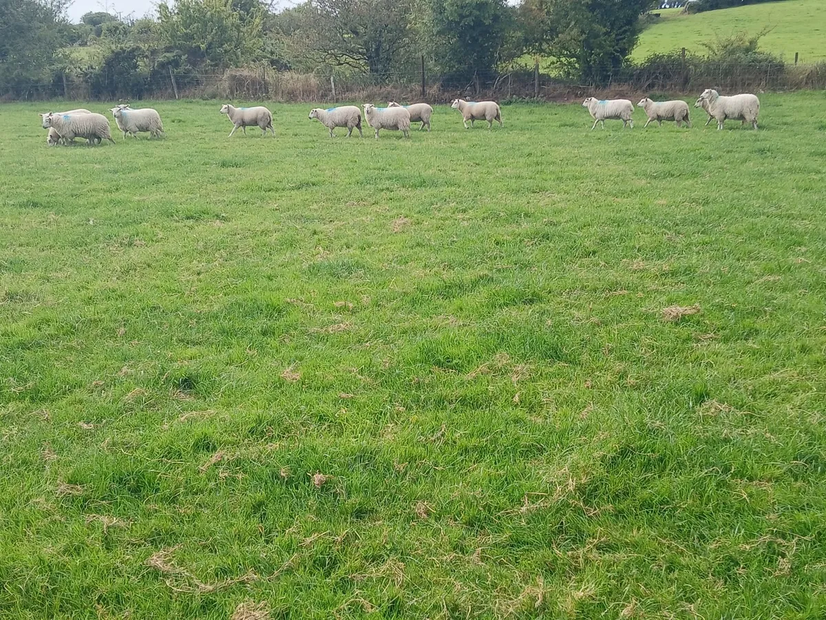 Ewe lambs - Image 4
