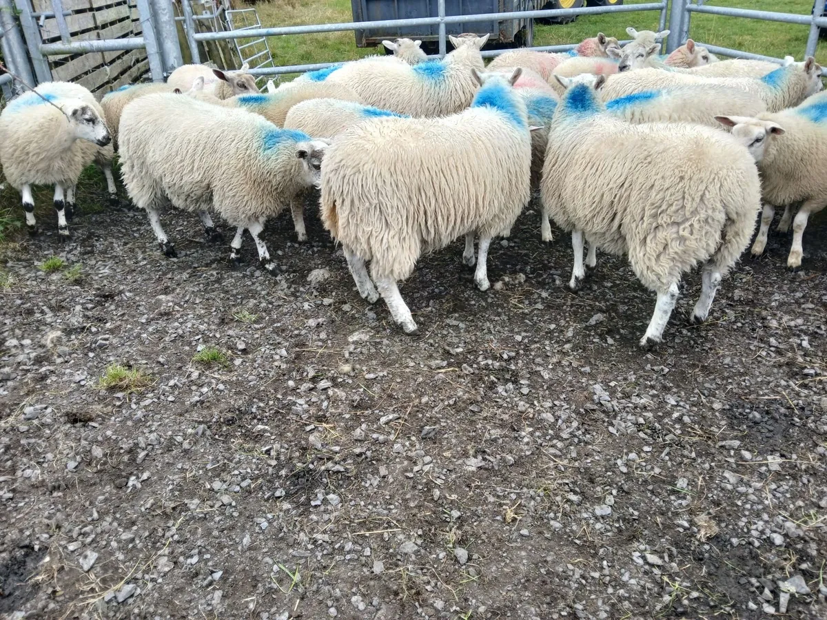 Ewe lambs - Image 2