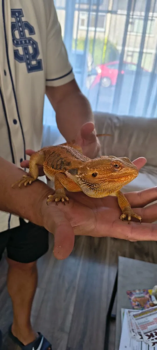 Bearded dragon - Image 3