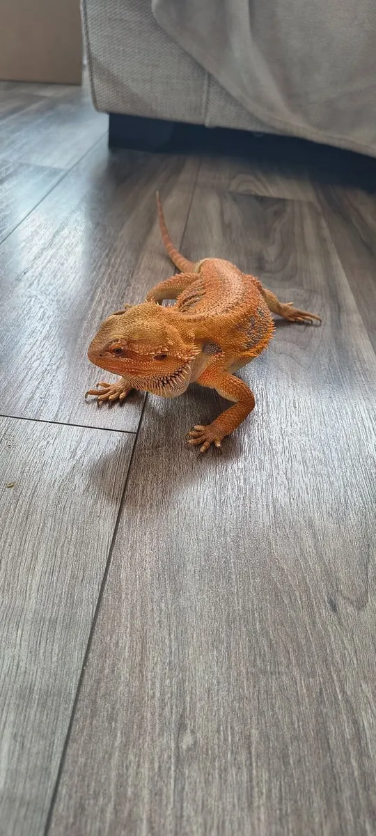 Bearded dragon - Image 1