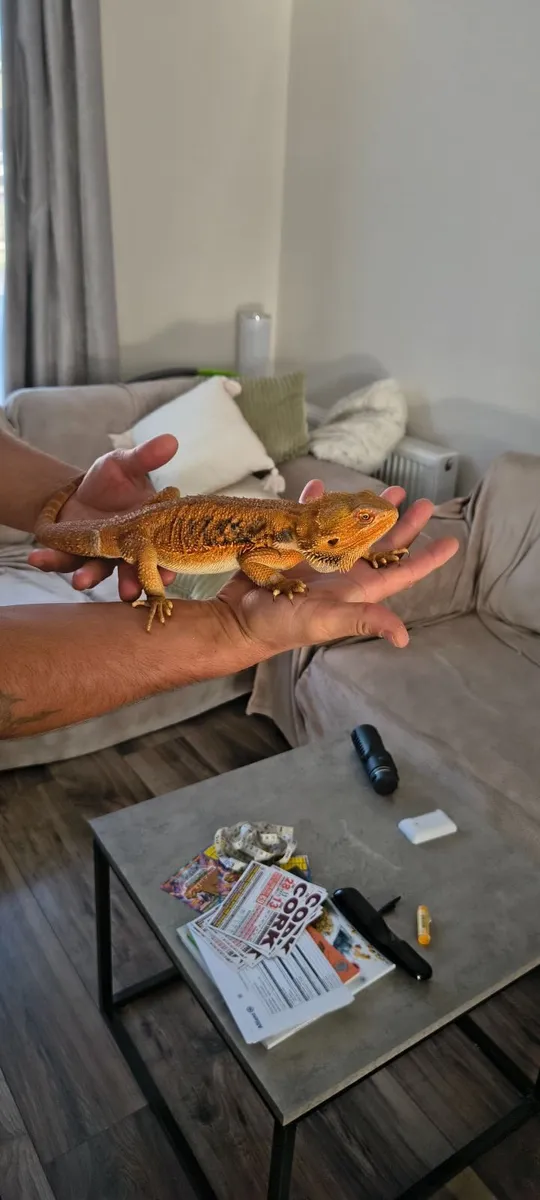 Bearded dragon - Image 2