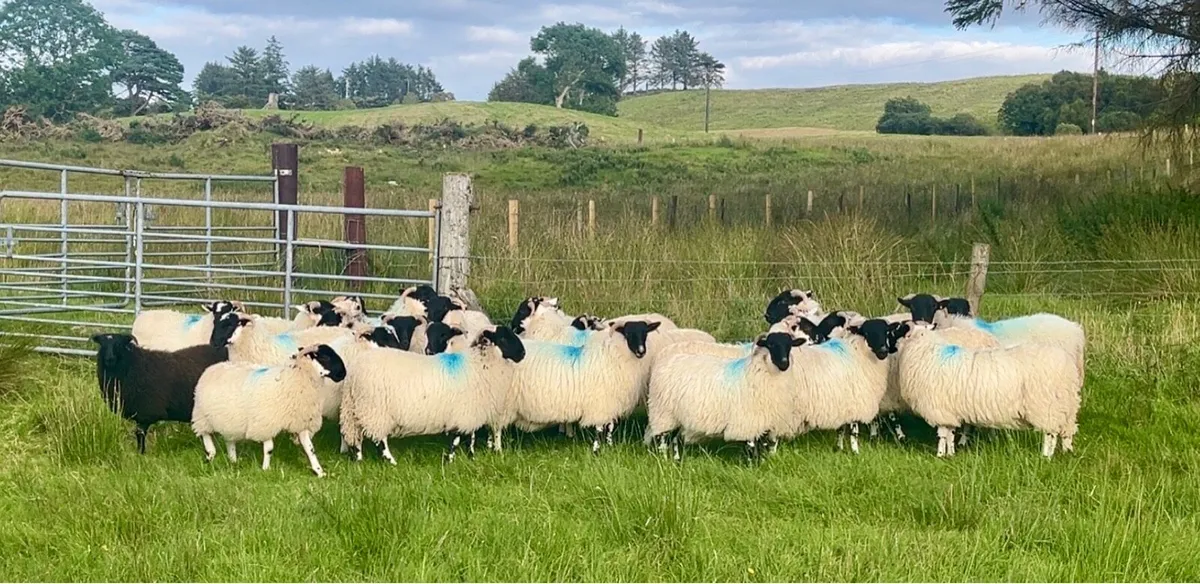 Horned Ewe Lambs - Image 2