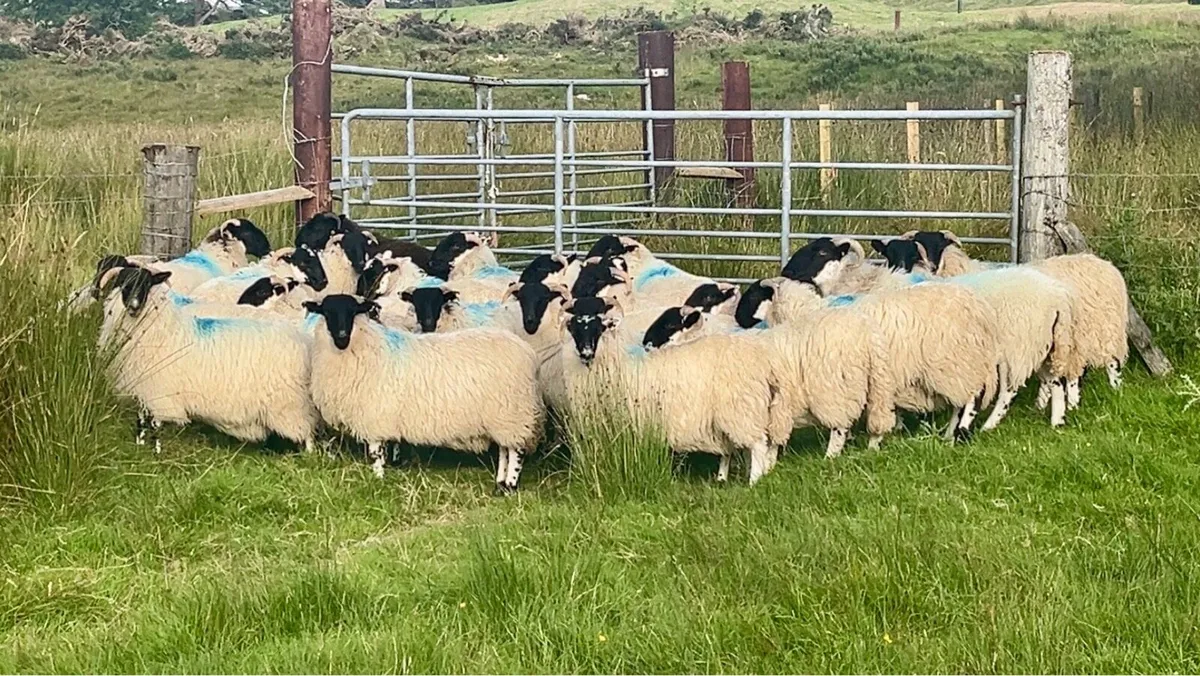 Horned Ewe Lambs - Image 3