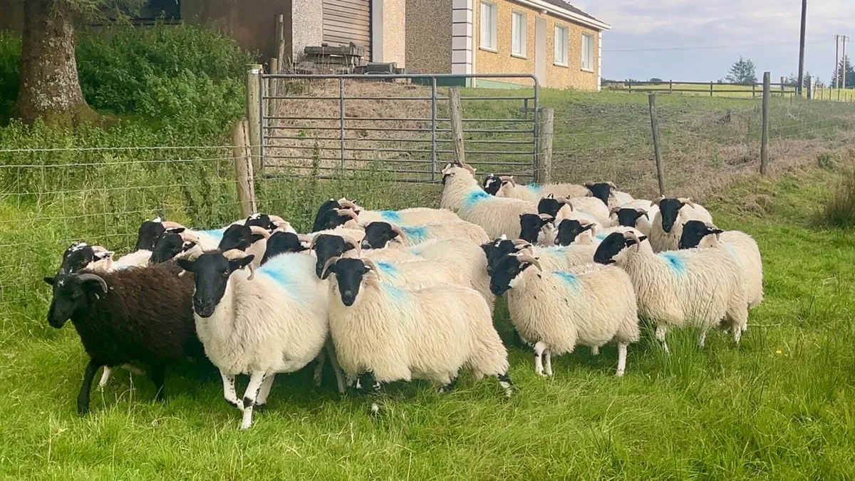 Horned Ewe Lambs - Image 4