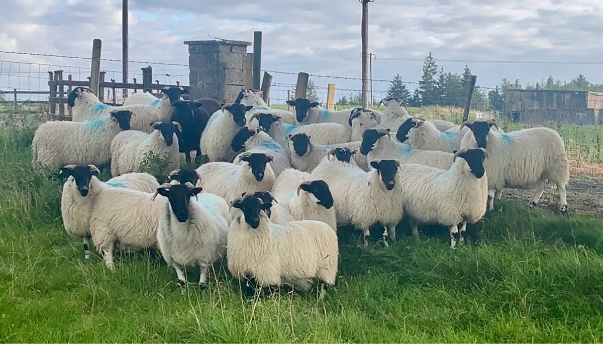 Horned Ewe Lambs - Image 1