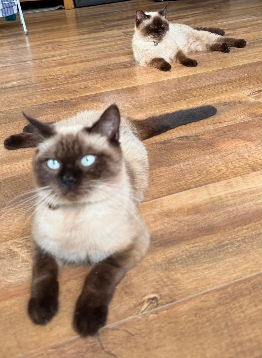 British Shorthair Cats for Sale - Image 2