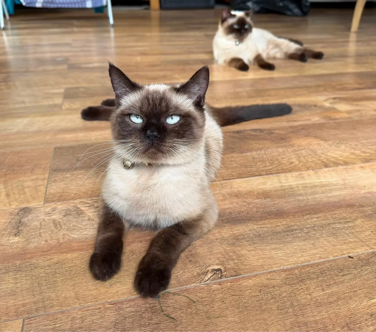 British Shorthair Cats for Sale - Image 1