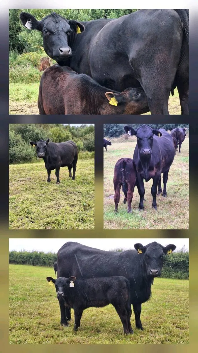 Angus cows and calves