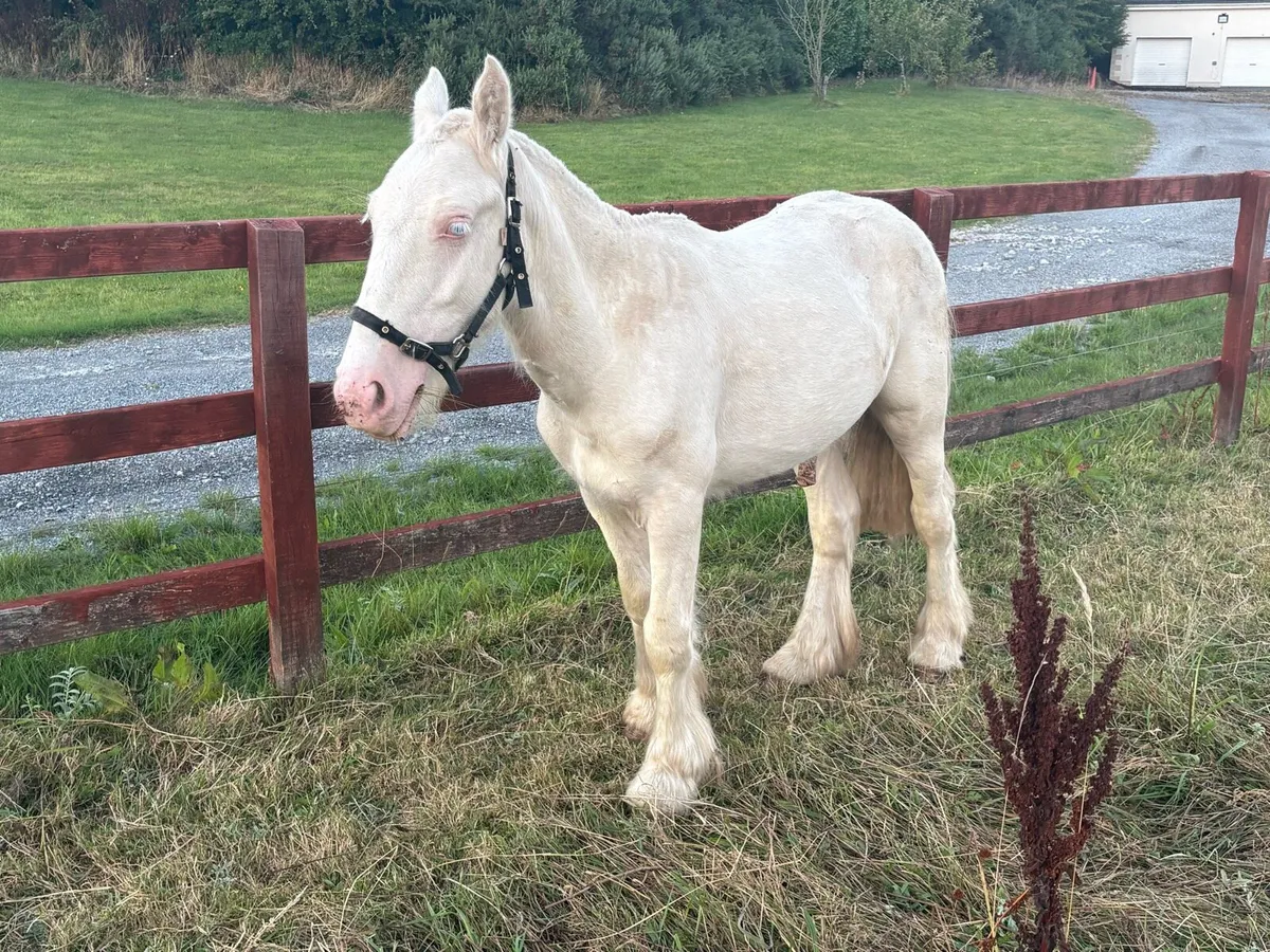 Cremello Colt - Image 2