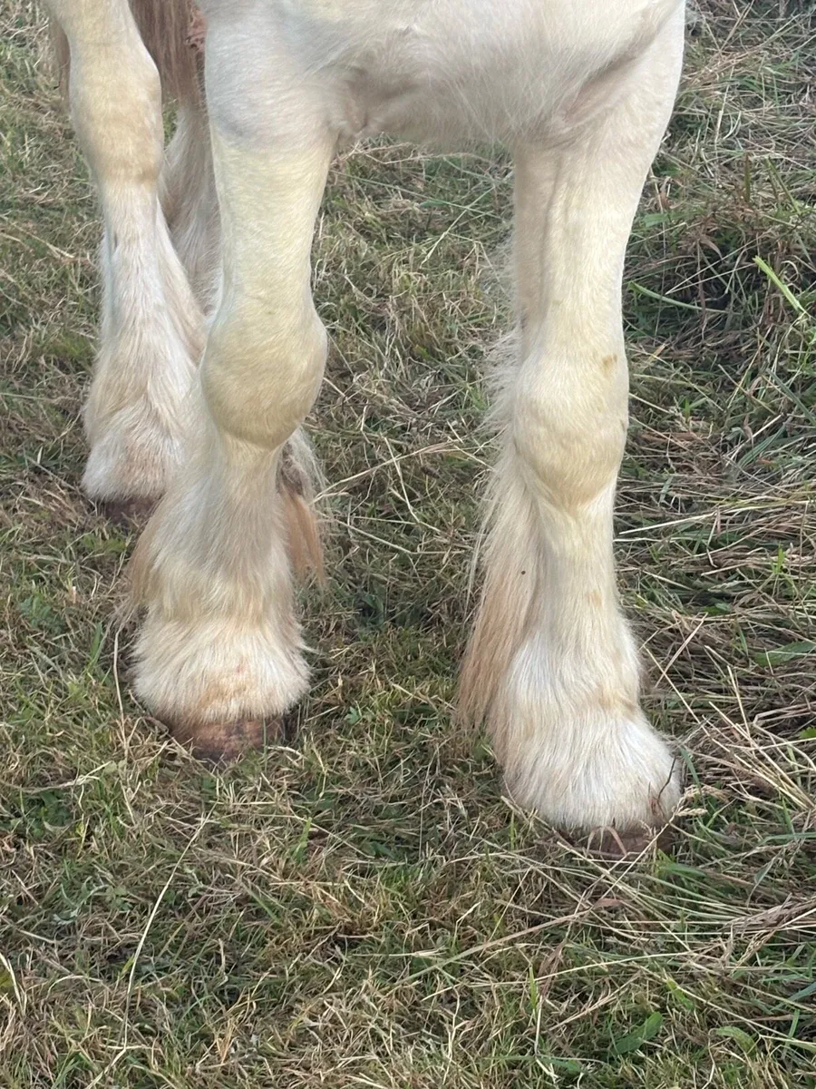 Cremello Colt - Image 3