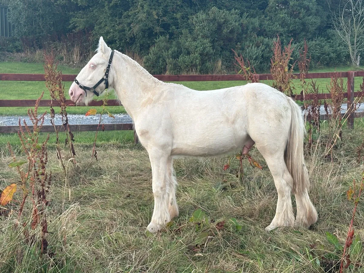 Cremello Colt - Image 1