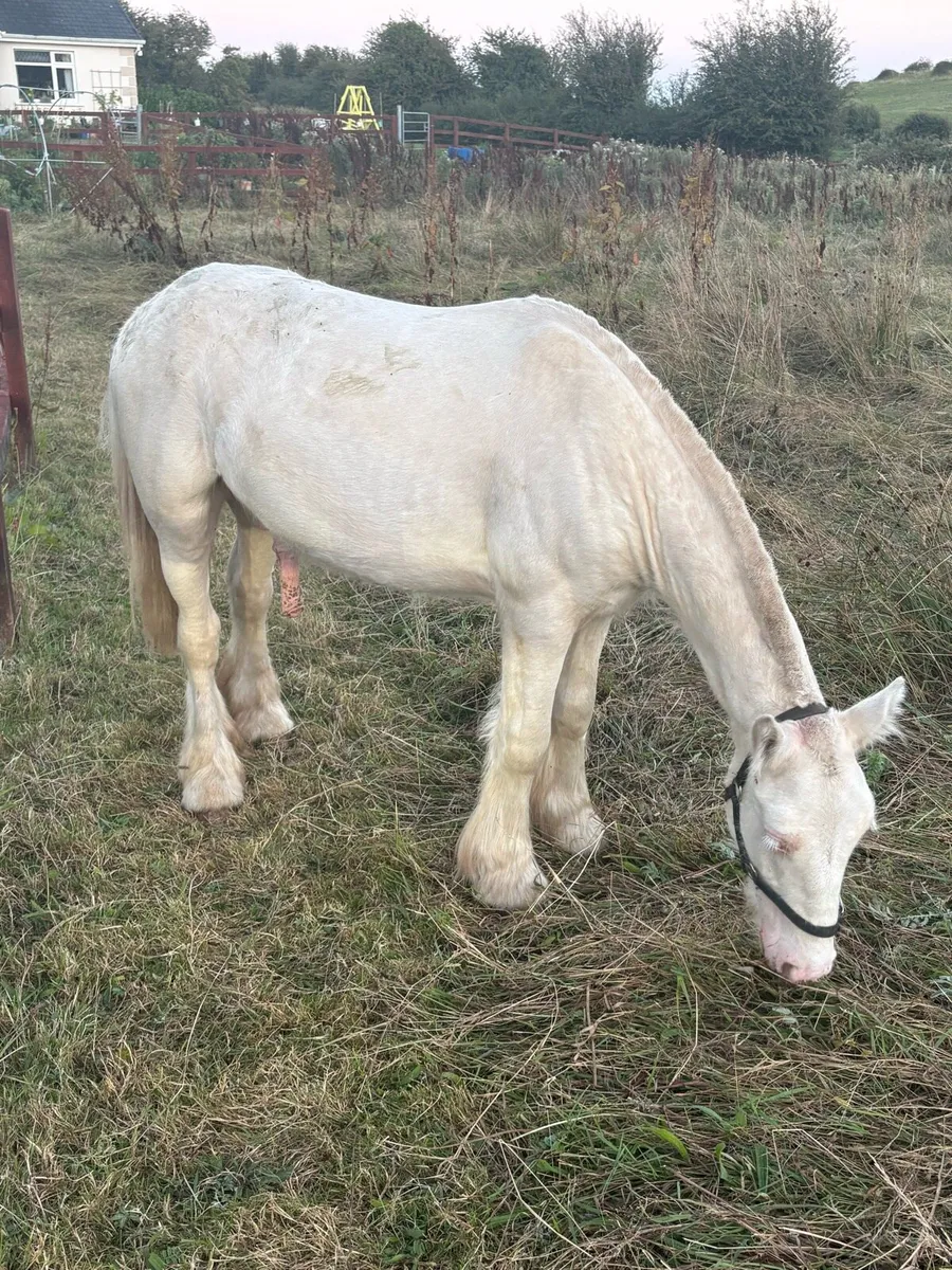 Cremello Colt - Image 4