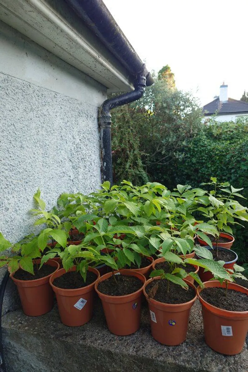 Trees - Image 1