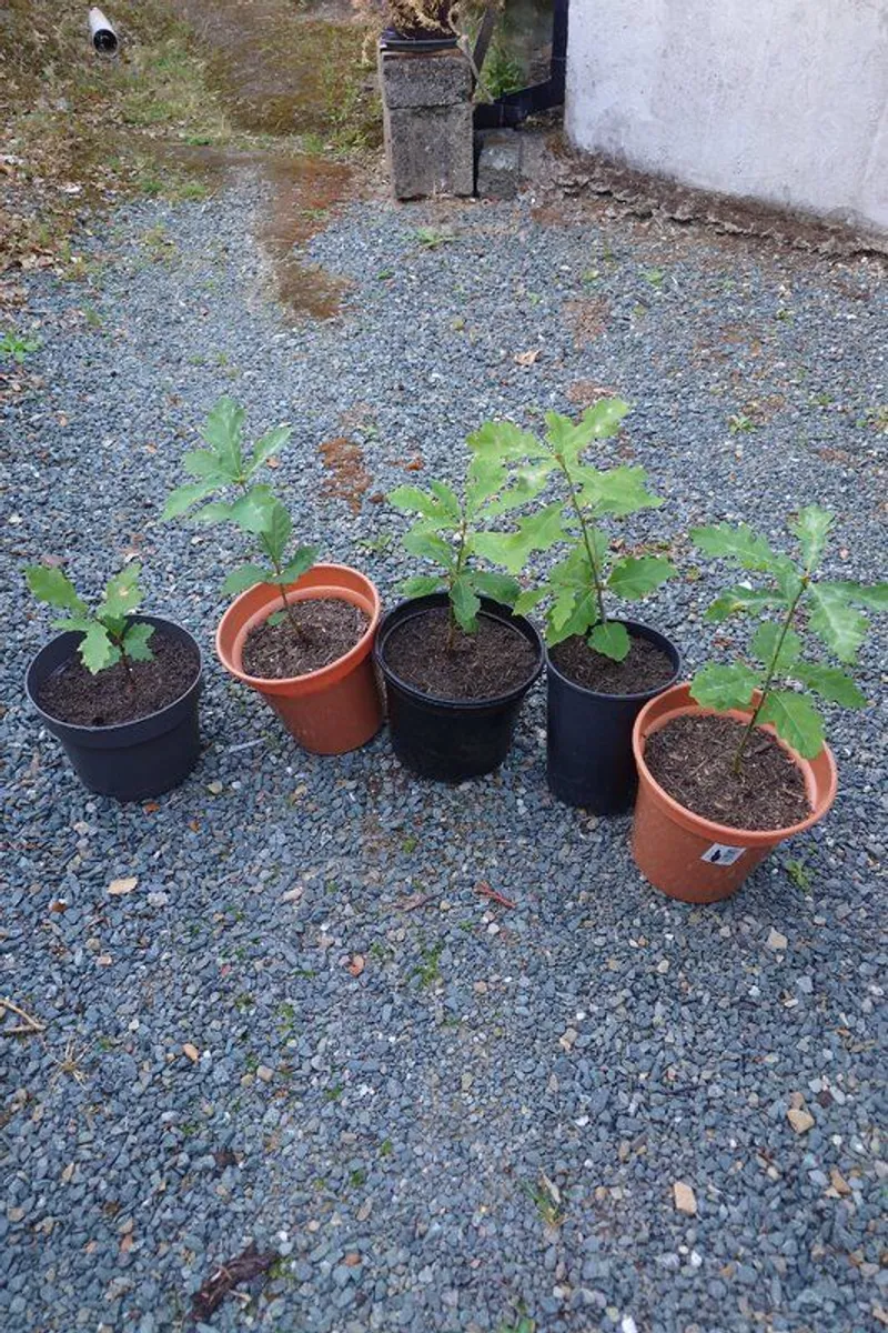 Trees - Image 2