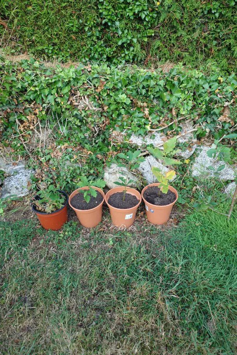 Trees - Image 3