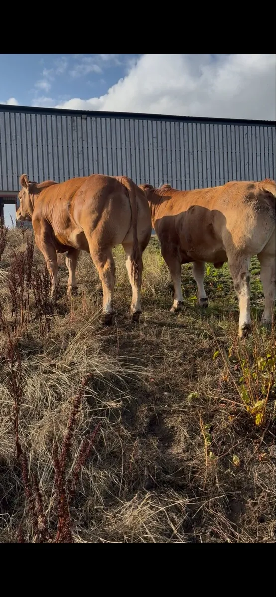 Pedigree limousin heifers - Image 1