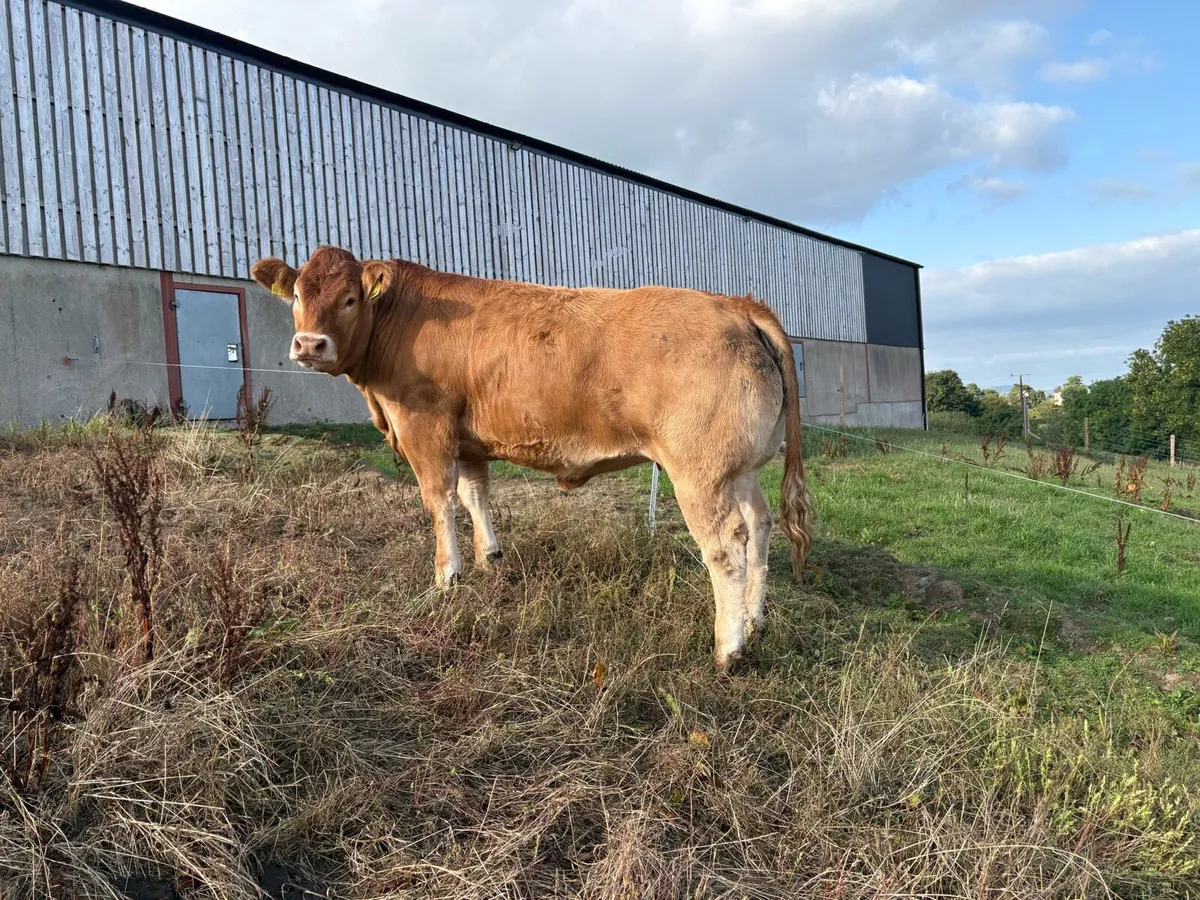 Pedigree limousin heifers - Image 2