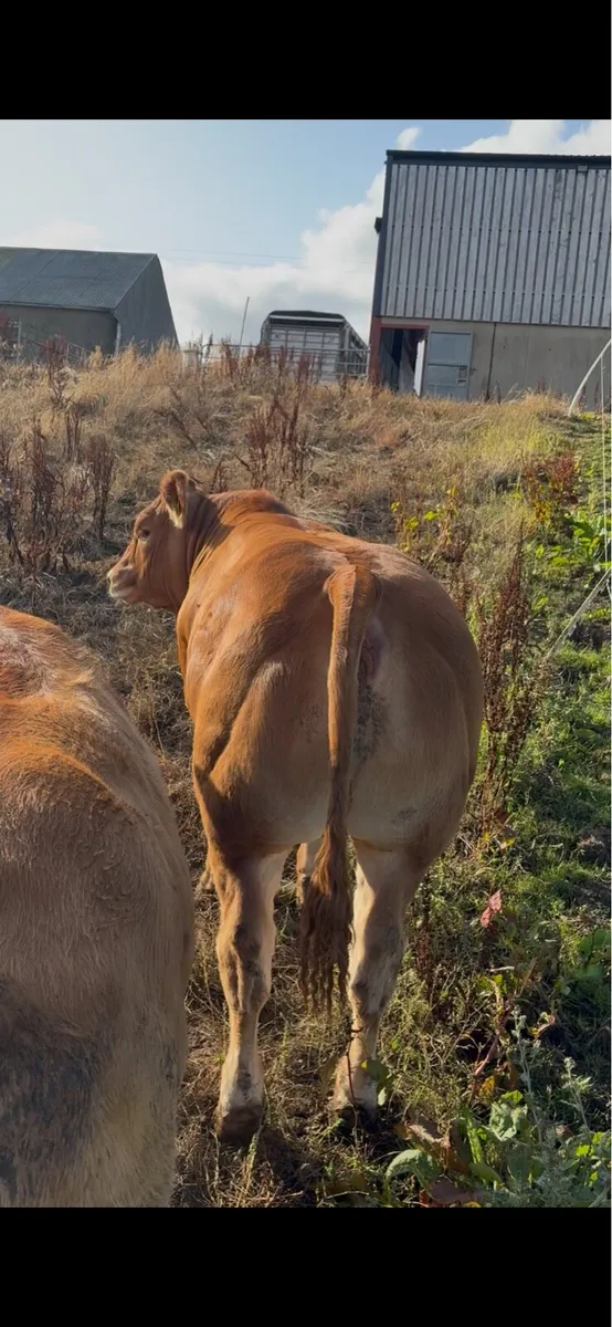 Pedigree limousin heifers - Image 3