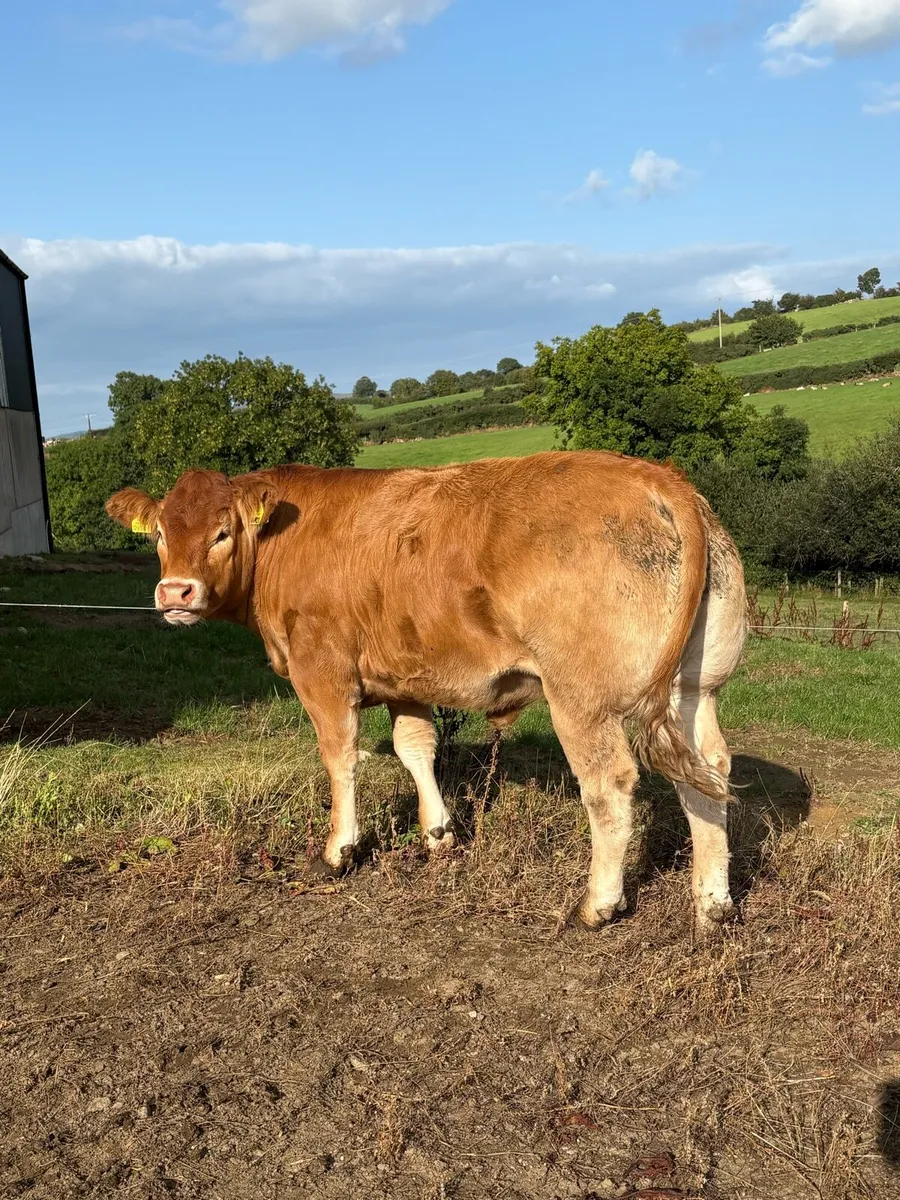 Pedigree limousin heifers - Image 4