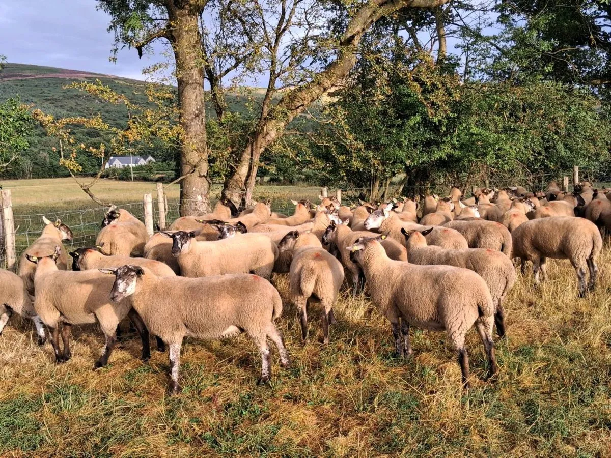 30 Speckled Hogget Ewes for sale