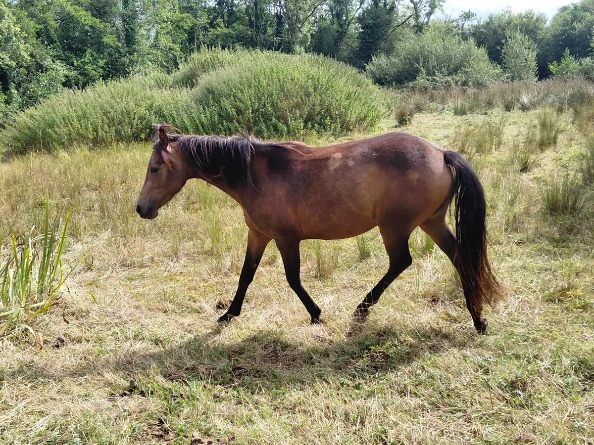Horses - Image 1
