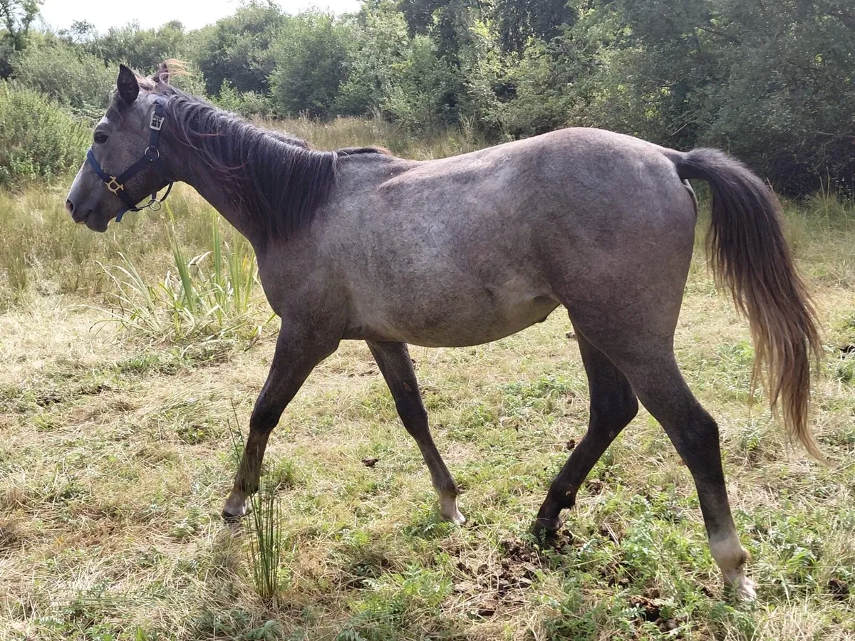 Horses - Image 2