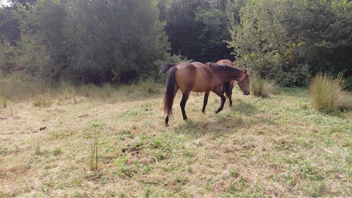 Horses - Image 3
