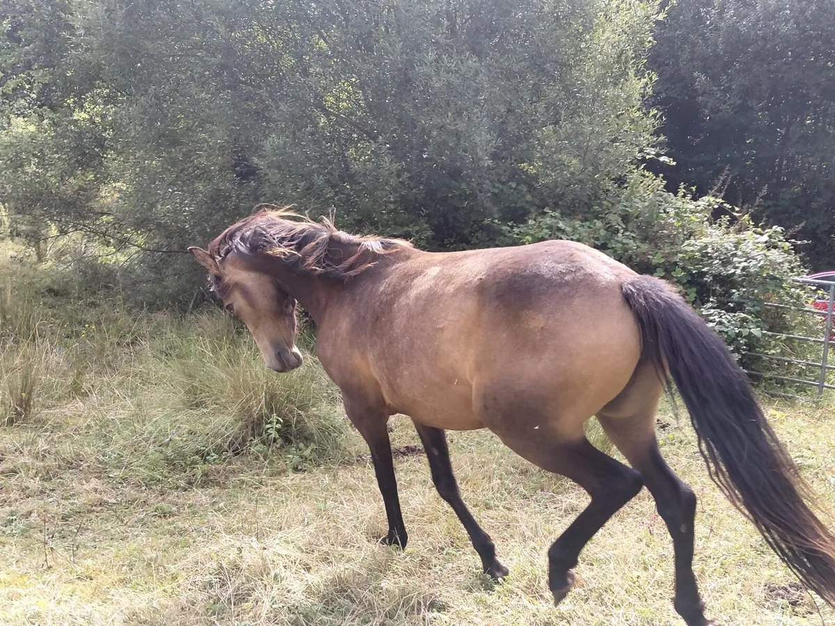 Horses - Image 4