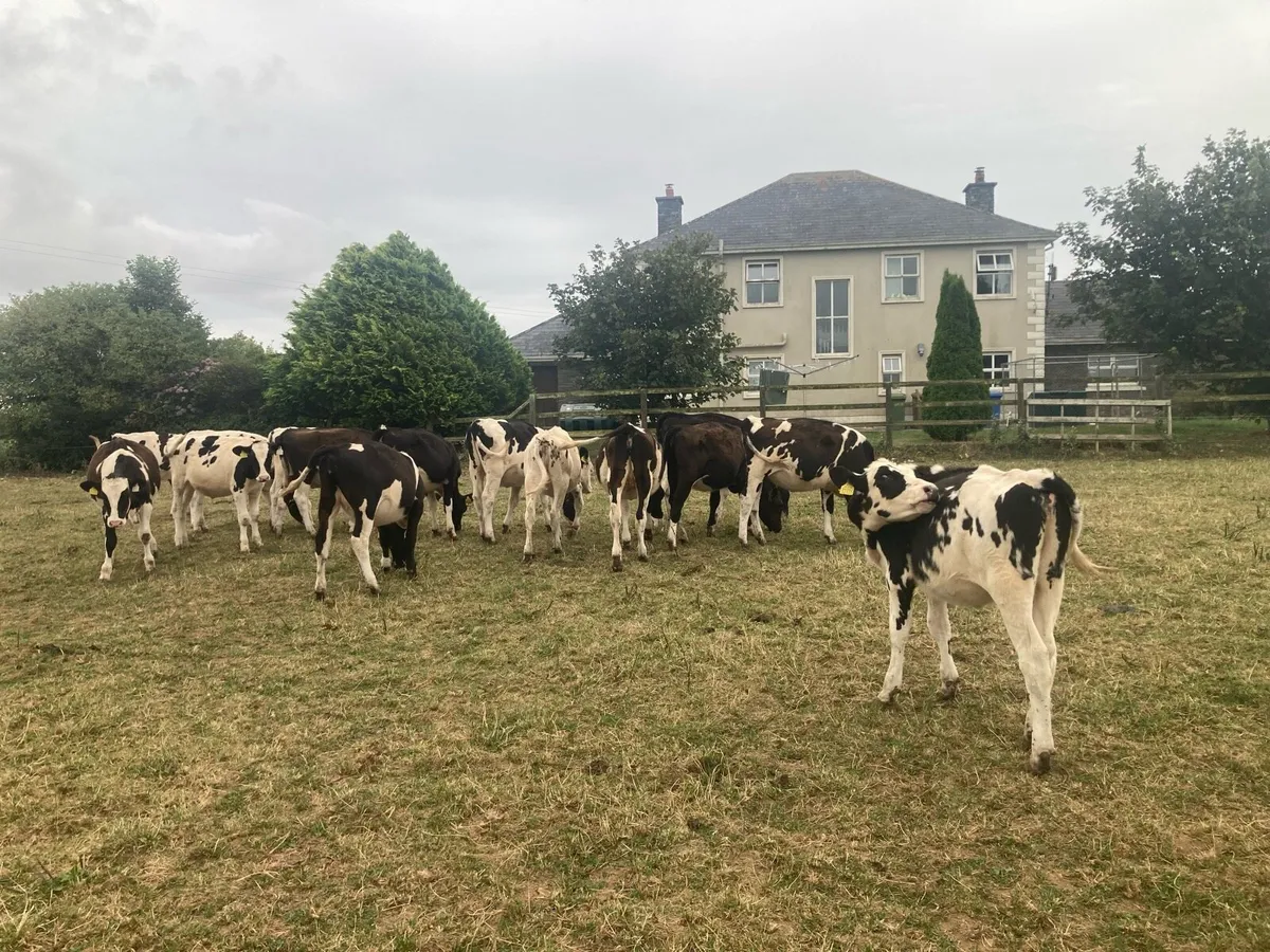 12 excellent quality FR heifer calves - Image 1