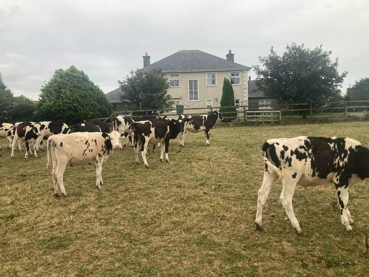 12 excellent quality FR heifer calves - Image 2