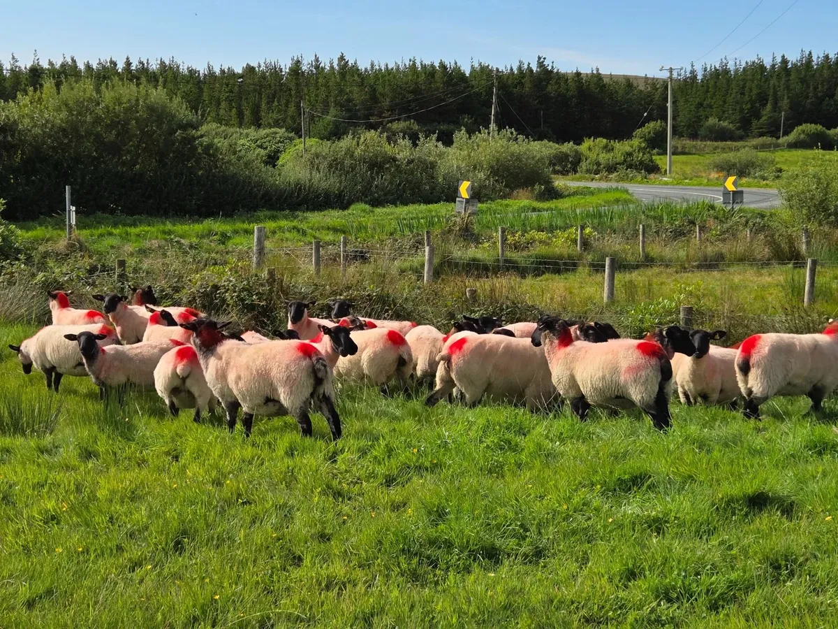 Suffolk X Hoggets - Image 1