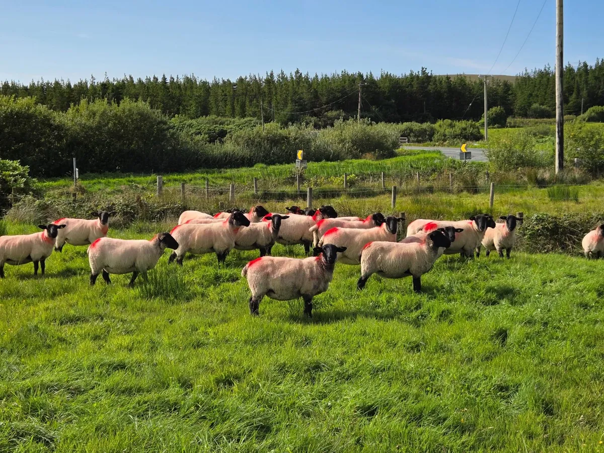 Suffolk X Hoggets - Image 3