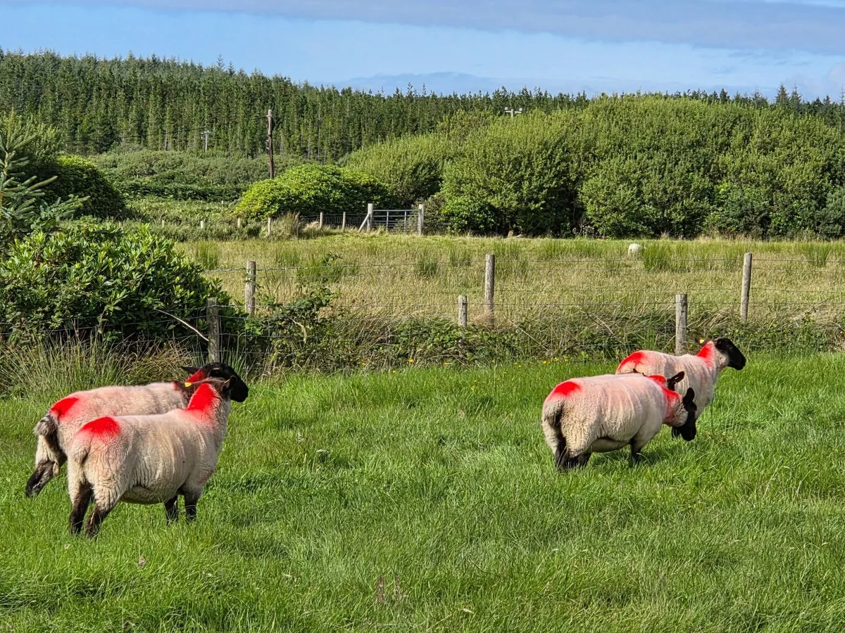 Suffolk X Hoggets - Image 4