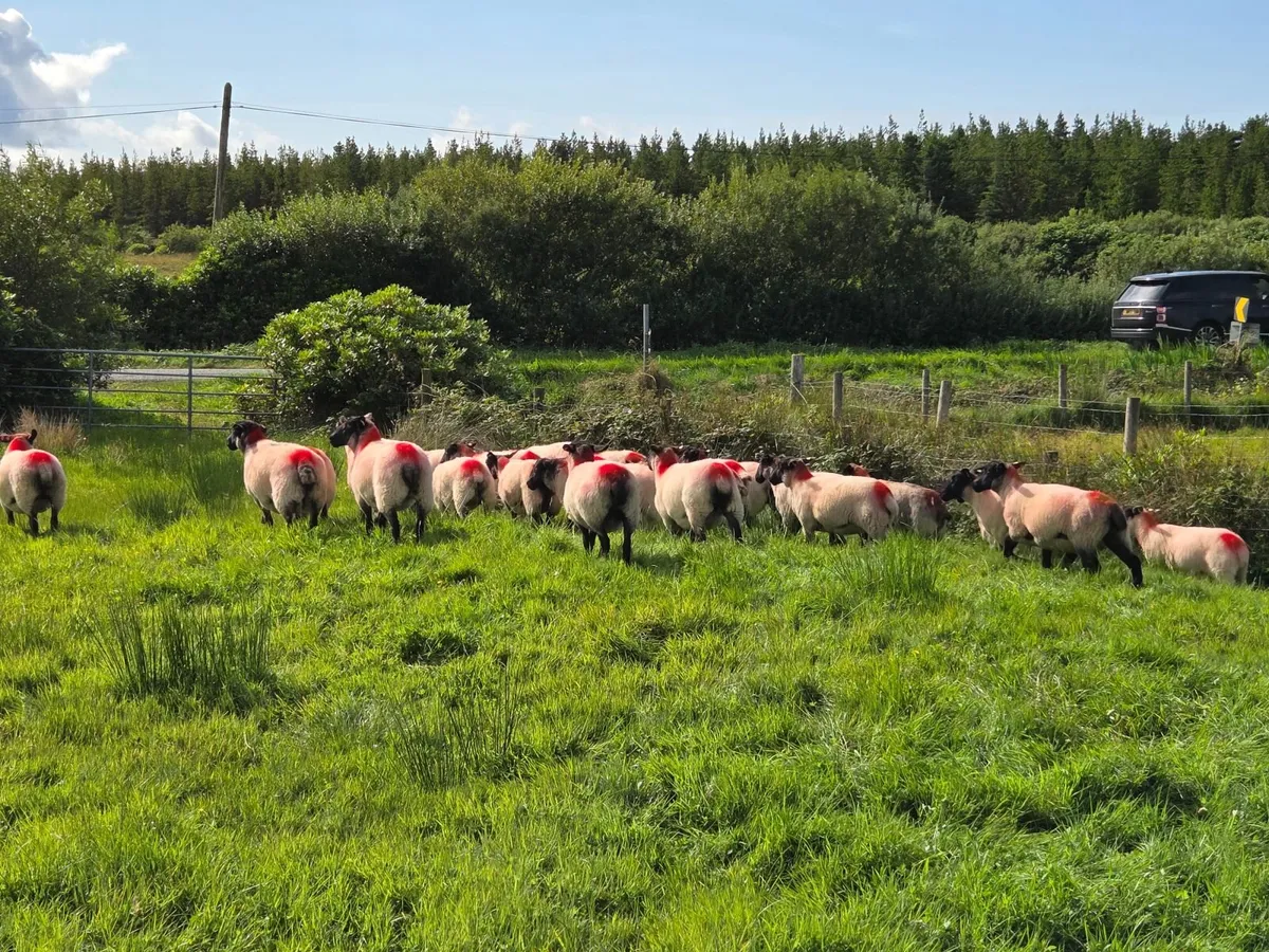 Suffolk X Hoggets - Image 2