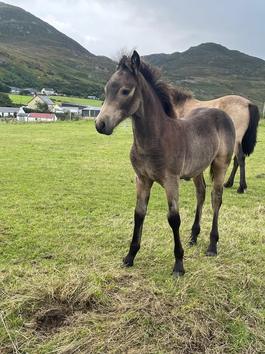 3 Connemara colts - Image 2