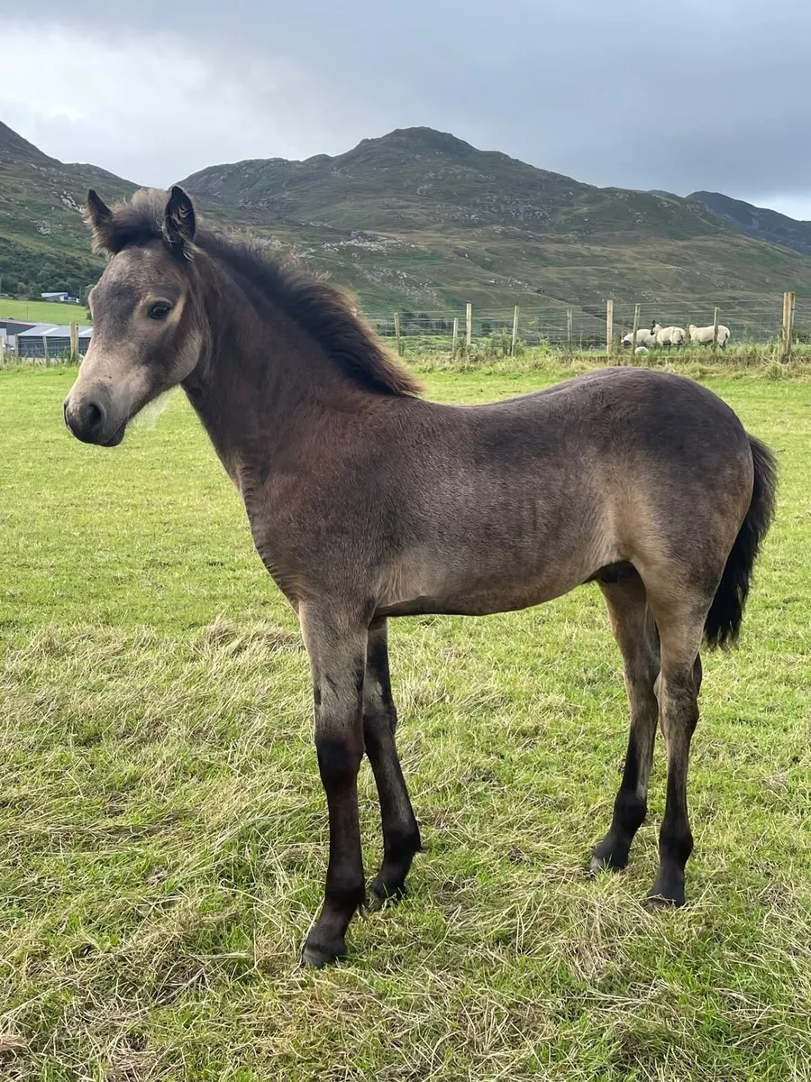 3 Connemara colts - Image 1