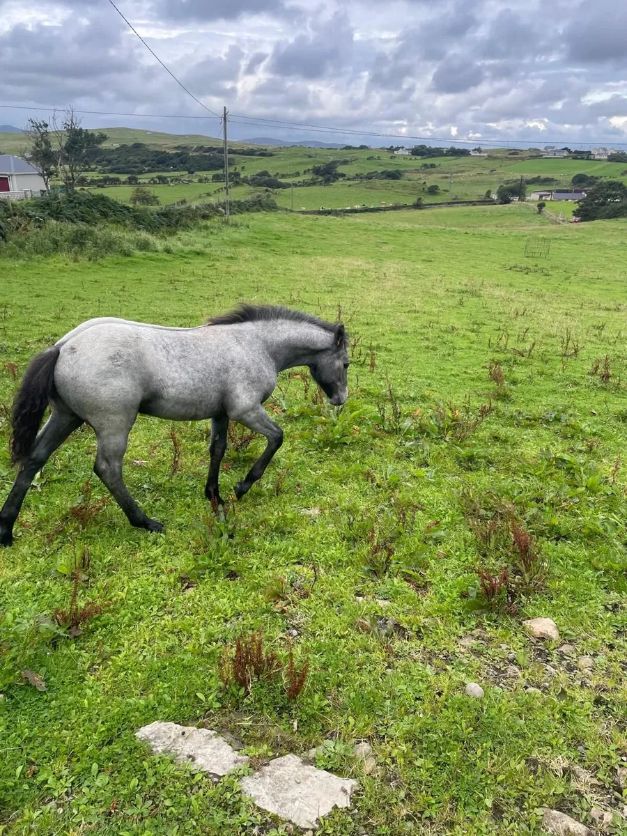 3 Connemara colts - Image 4