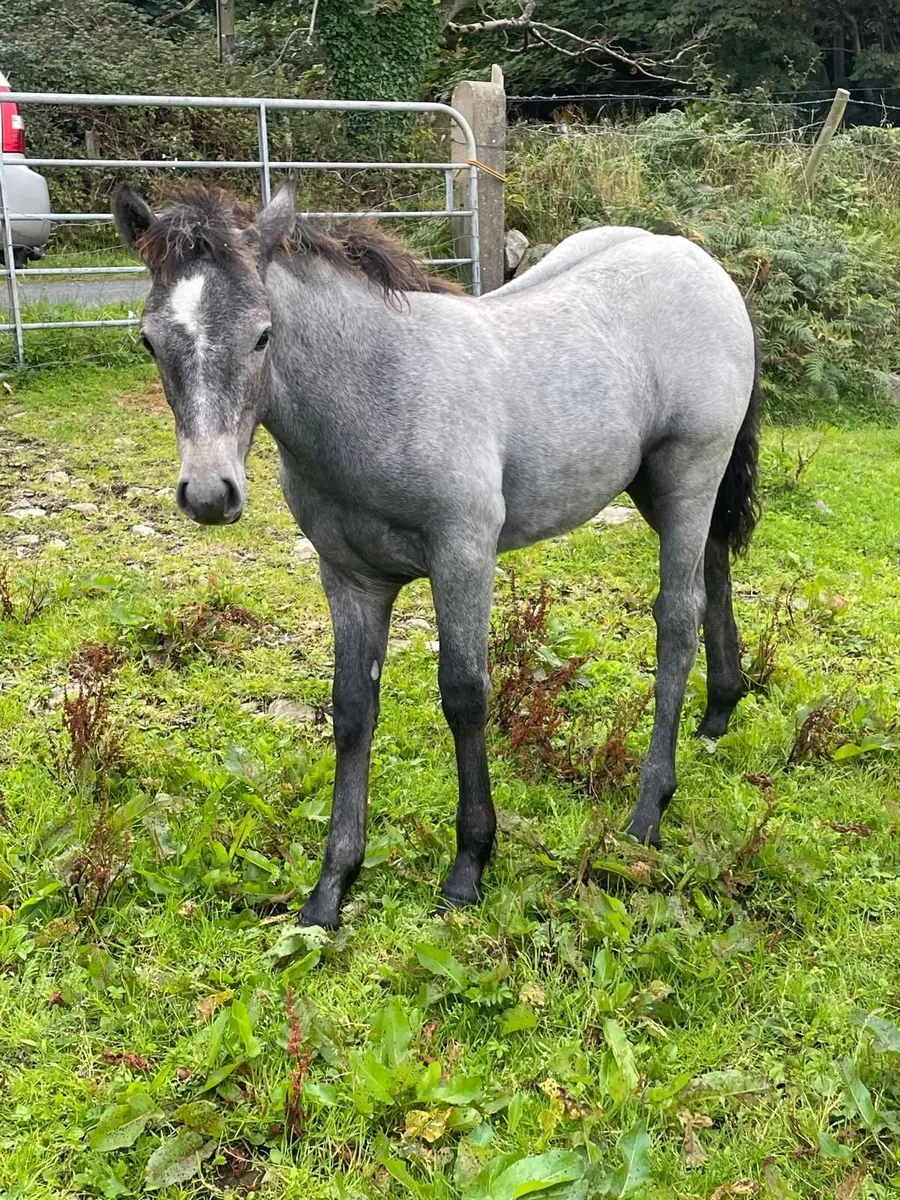 3 Connemara colts - Image 3