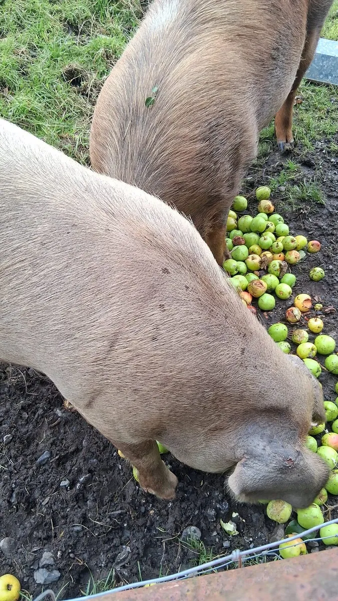 X1 male kune kune, x2 tamworth, x2 sebastopol - Image 1