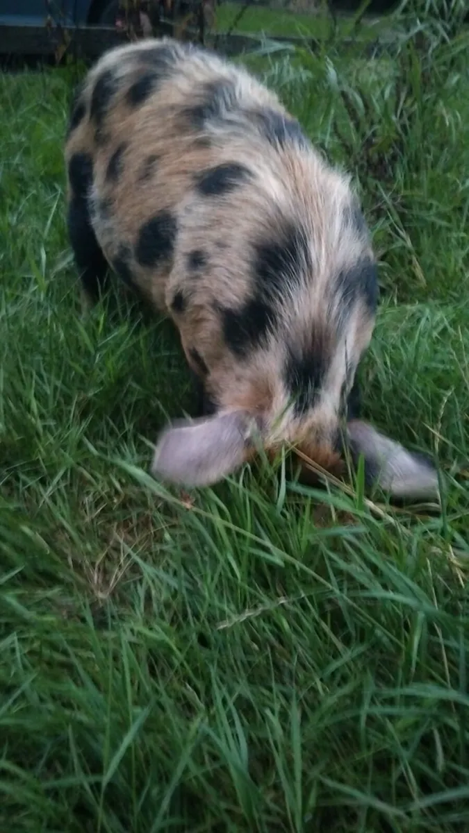 X1 male kune kune, x2 tamworth, x2 sebastopol - Image 3