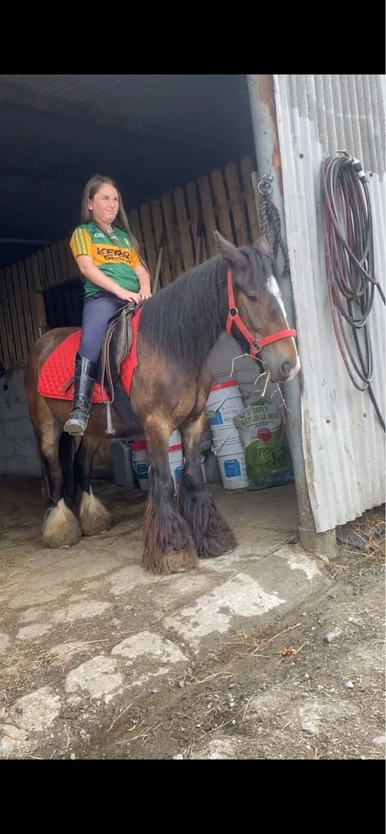 4 yr old Bay gelding - Image 1