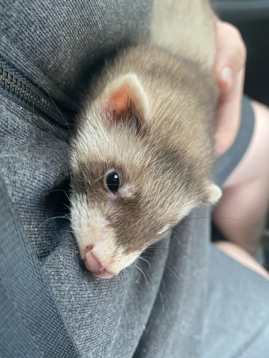 Ferrets and rats - Image 1