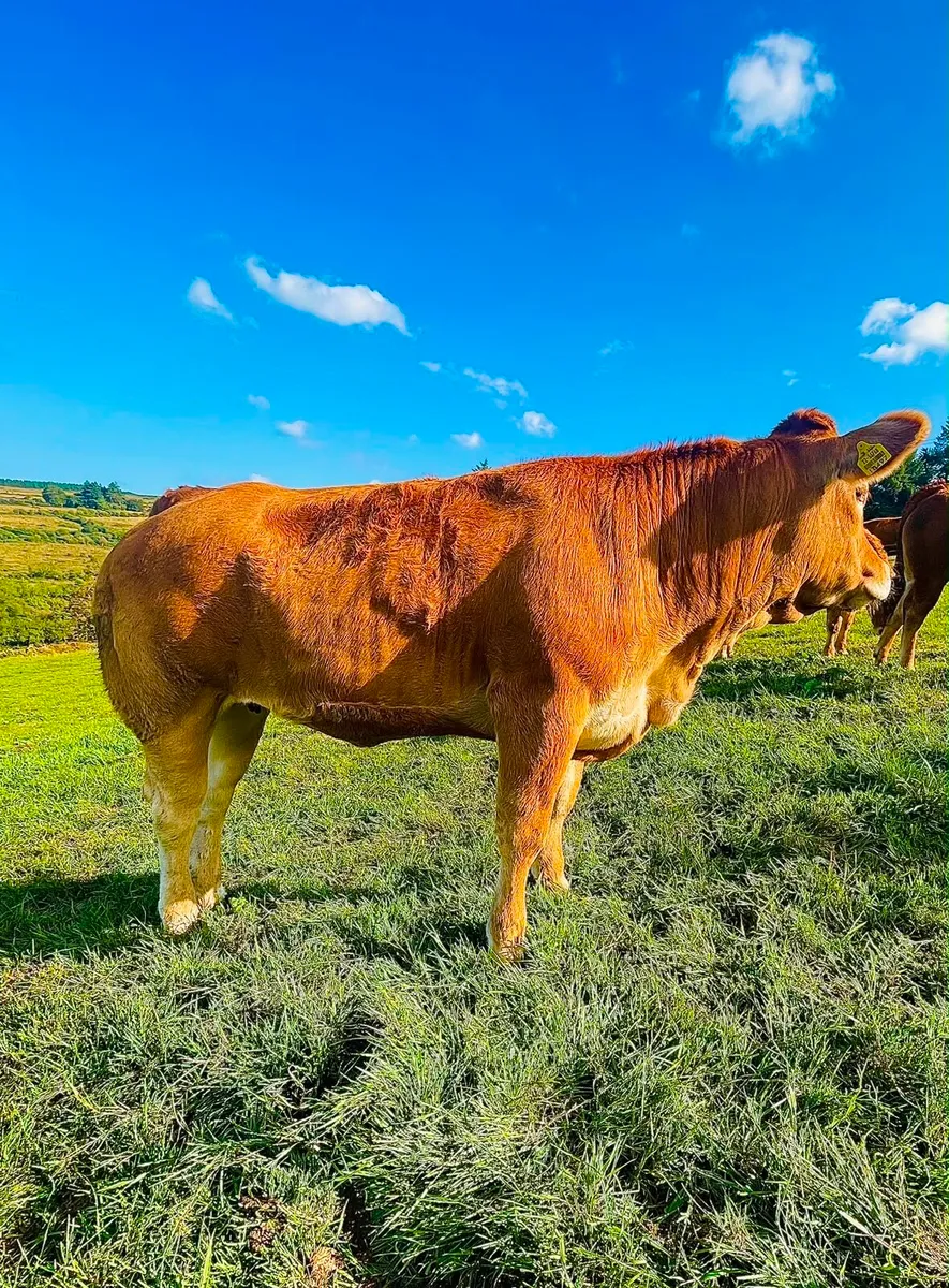 limousin heifers - Image 2
