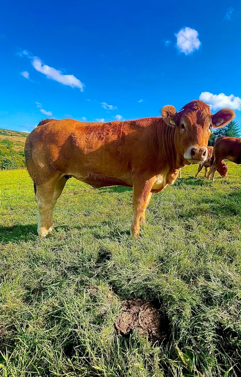 limousin heifers - Image 3