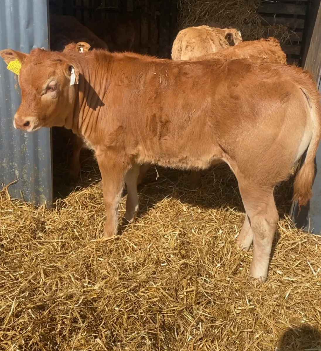 limousin heifers - Image 4